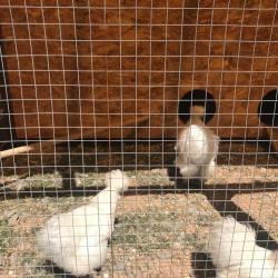 Фото Отель Belvedere (Бельведер)