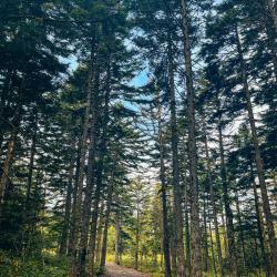 Фото Отель Kunashir Resort & Natural SPA (Кунашир Резорт и СПА)