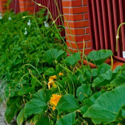 Фото Отель Plantage на Пионерской (Плантаж)