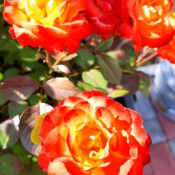 Фото Отель Камчатдар