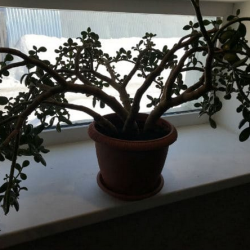 Фото Гостиница Аура