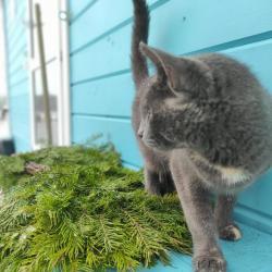 Фото Отель Медведица Шанти