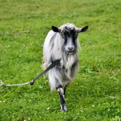 Фото Отель Хутор белой козы