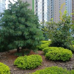 1-комнатные апартаменты улучшенные №2