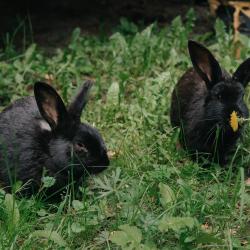 Фото Отель Сказка Алтая