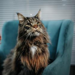 Фото Отель Орион