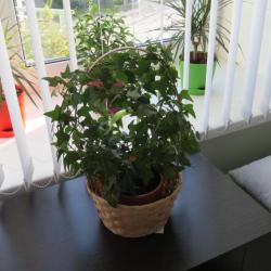 Номер эконом с 2 односпальными кроватями