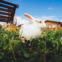 Фото Отель Остров Приключений