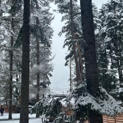 Фото Отель Пихтовый парк