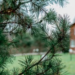 Фото Отель Белая Мельница