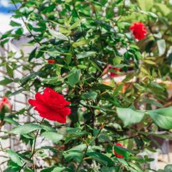 Фото Отель Мандарин