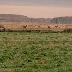 Фото Отель Усадьба Беловежское поместье