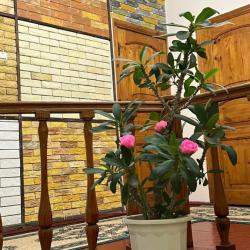 Фото Отель Hostel Edem Bishkek (Эдем )