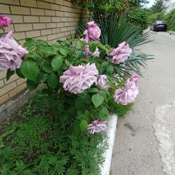 Фото Отель Лотос гостевой Дом