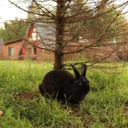 Коттедж улучшенный