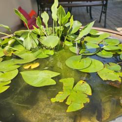 Фото Отель Лемонграсс