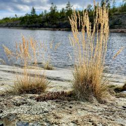 Фото Отель Гостевой комплекс Сосны