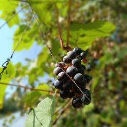 Фото Отель Горы-море House (Хаус)