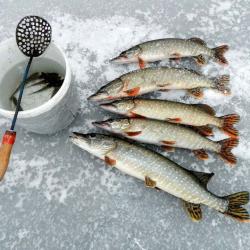 Фото Отель Берлога