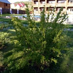 Фото Отель Феникс в Узнезе