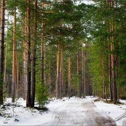 Фото Отель Ковчег