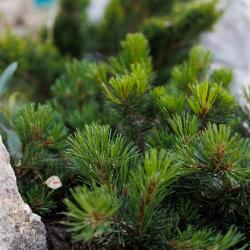 Фото Отель Горы и море