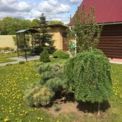 Фото Отель Династия