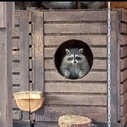 Фото Отель Русские Сезоны Вятские Дачи 5*