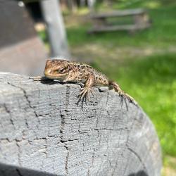 Фото Отель Гостевой дом Окулова Заимка