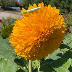 Фото Отель Город-Ок!