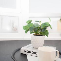 Фото Отель Niki Rent (Ники Рент) на шоссе Саратовское 77А