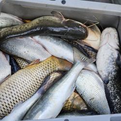 Фото Отель Каспийский Лотос