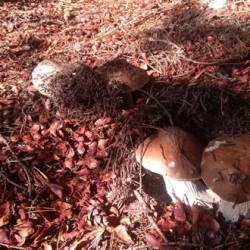 Фото Отель Алавойне