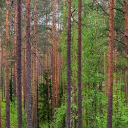 Фото Отель Радужный лес