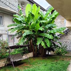 Фото Отель Банановый рай