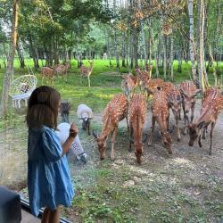 Фото Отель Домики Бэмби Ленд