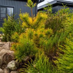 Коттедж улучшенный