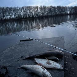 Фото Отель Рыбаградъ