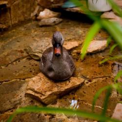 Фото Отель Магнолия