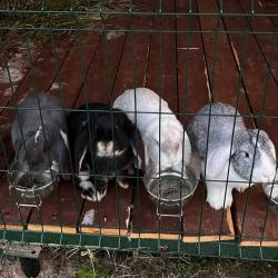 Фото Эко-отель Шанти