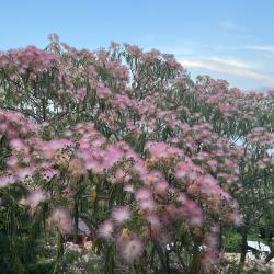 Фото Отель Пансионат Лад