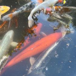 Фото Отель Эрика