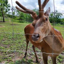 Фото Отель Deer Farm (Дир фарм)