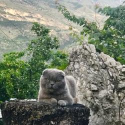 3-местная комната стандарт с видом на горы