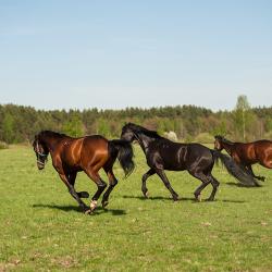Фото Отель Малиновая слобода