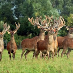 Фото Отель Сафари-Парк