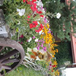 Фото Отель Подсолнух