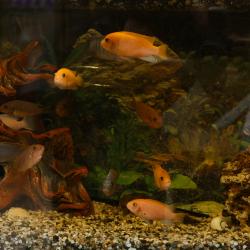 Фото Отель Вингс