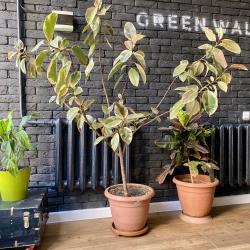 Фото Отель GreenWall (Гринволл)