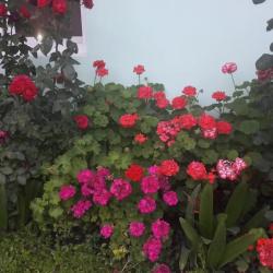 Фото Отель Милана